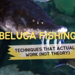 Beluga Fishing