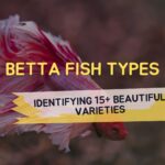 Betta Fish Types