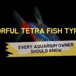 Colorful Tetra Fish Types