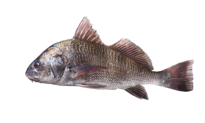 Texas Saltwater Fishing: Essential Tips From Adam Black Drum