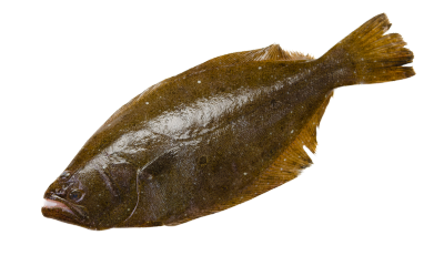 Texas Saltwater Fishing: Essential Tips From Adam Flounder