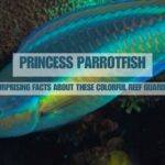 Princess Parrotfish