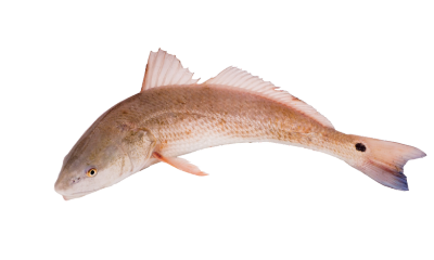 Texas Saltwater Fishing: Essential Tips From Adam Redfish