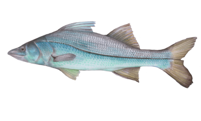 Texas Saltwater Fishing: Essential Tips From Adam Snook