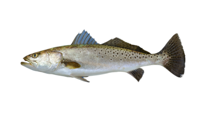 Texas Saltwater Fishing: Essential Tips From Adam Speckled Trout