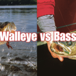 Walleye vs Bass