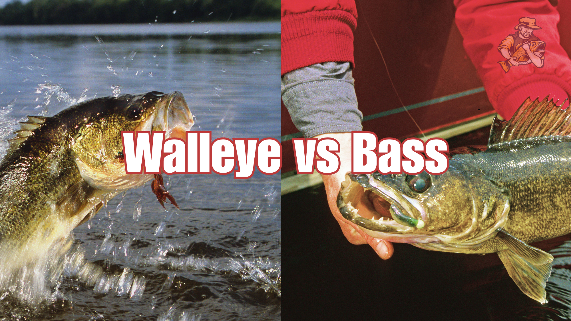 Walleye vs Bass