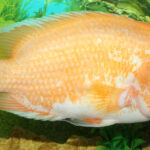 Midas Cichlid