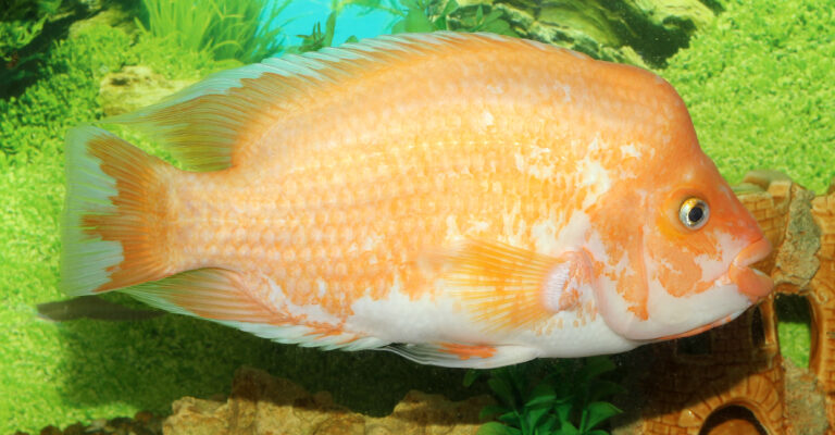Midas Cichlid Midas Cichlid