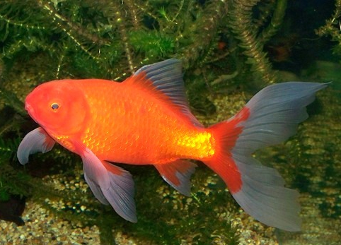 Comet Goldfish