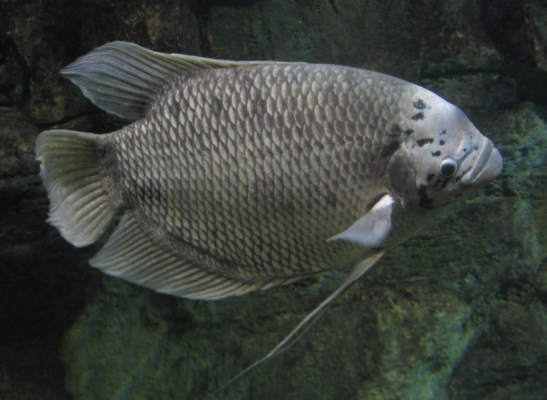 Giant Gourami Giant Gourami