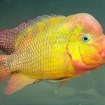 Red Devil Cichilds - Amphilophus labiatus Fish