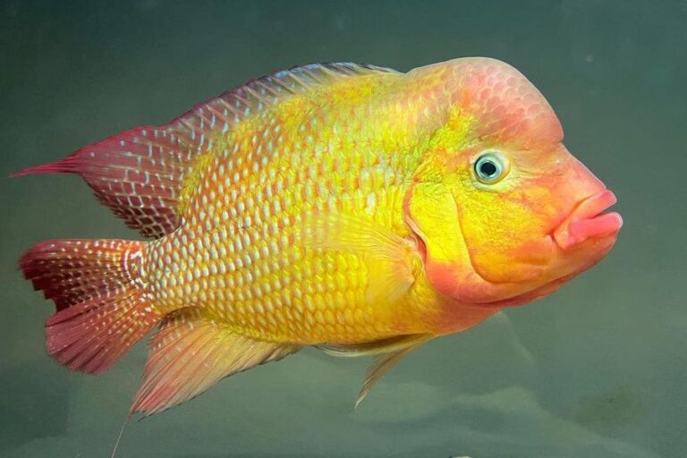 Red Devil Cichlid Red Devil Cichilds - Amphilophus labiatus Fish