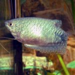 Gold Gourami