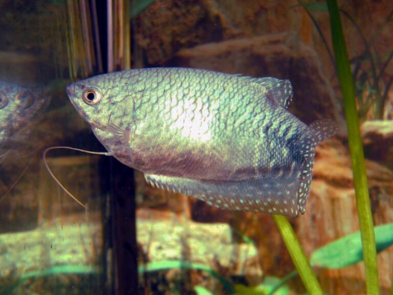 Gold Gourami Gold Gourami