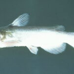 White Catfish