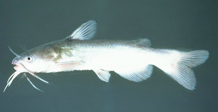 White Catfish