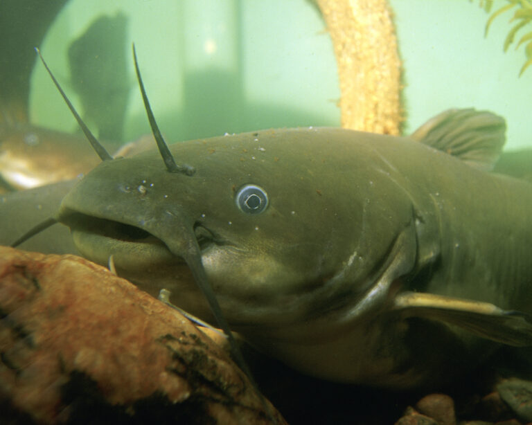 Yellow Bullhead