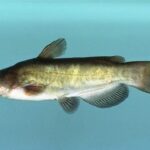 Brown Bullhead