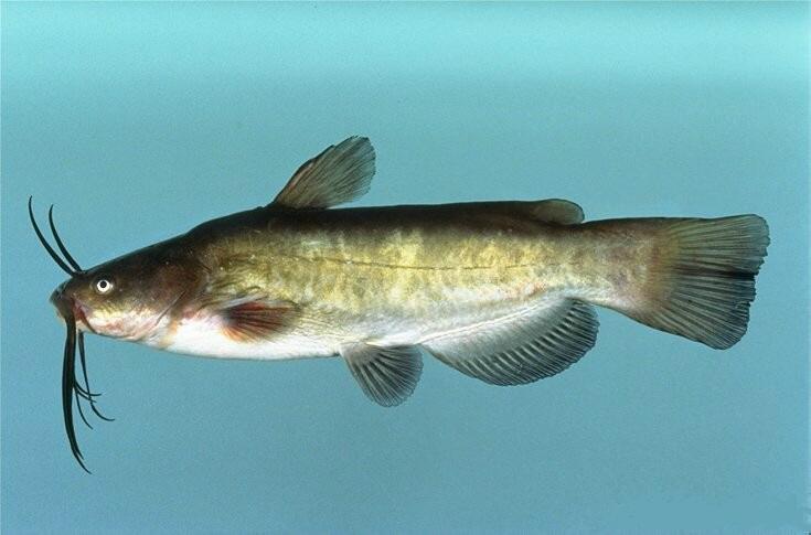 Brown Bullhead