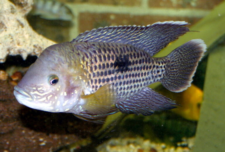 Green Terror Cichlid Green Terror Cichlid
