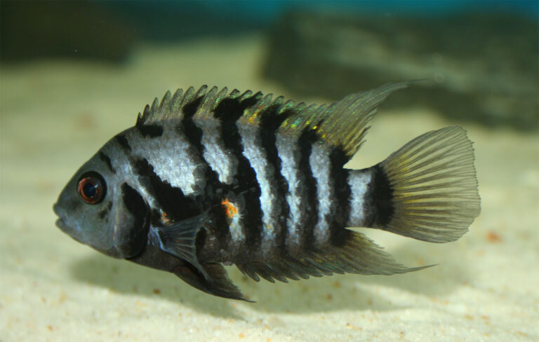 Convict Cichlid Convict Cichlid