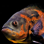 Oscar Fish