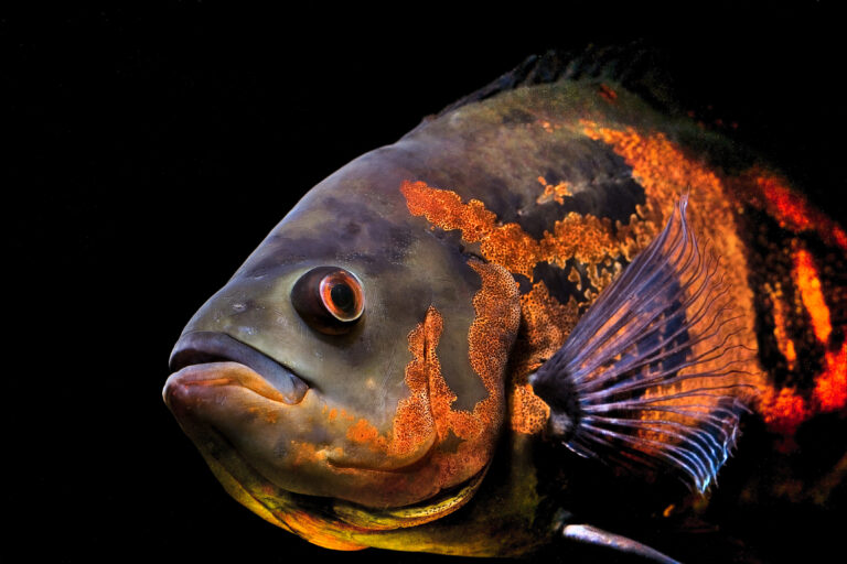 Oscar Fish Oscar Fish
