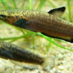 Betta Fish