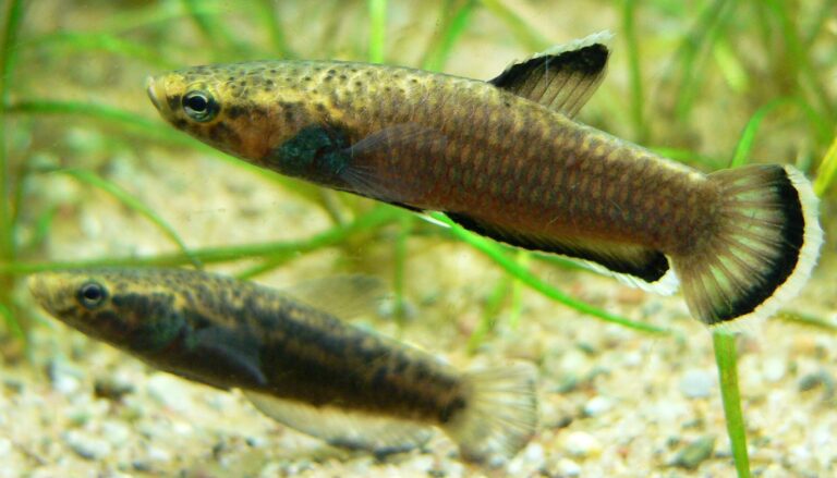Betta Fish Betta Fish