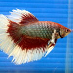 Half Moon Betta