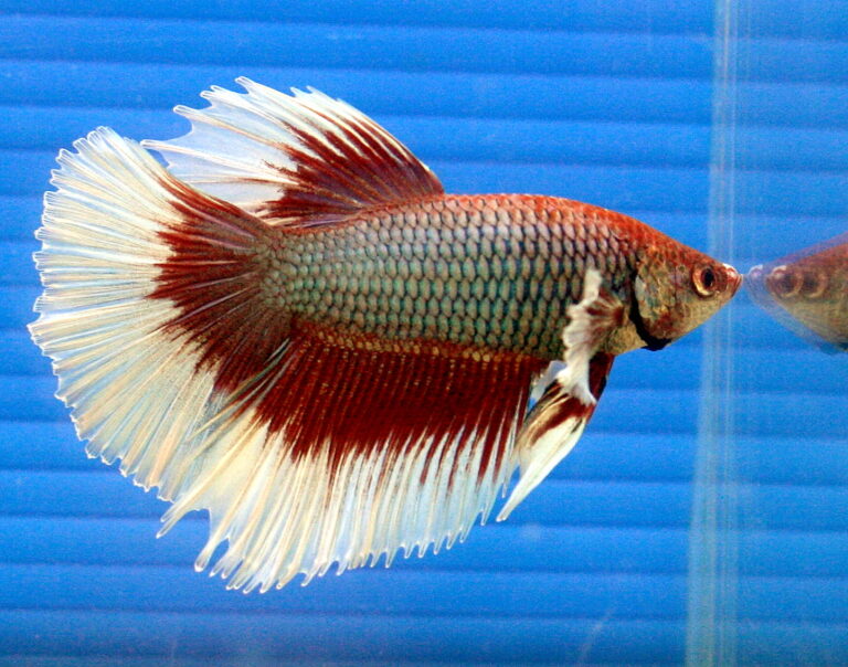 Half Moon Betta Half Moon Betta