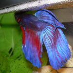 Siamese Fighting Fish