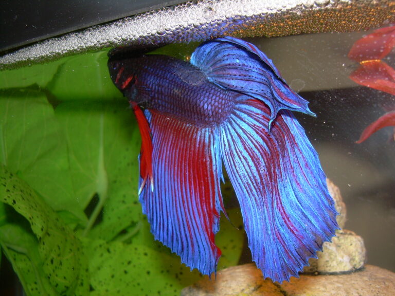 Siamese Fighting Fish Siamese Fighting Fish