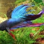 Crown Tail Betta