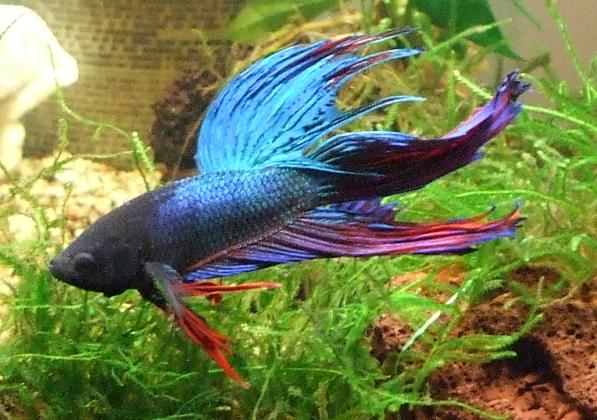 Crown Tail Betta Crown Tail Betta