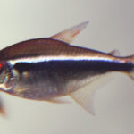 Black Neon Tetra