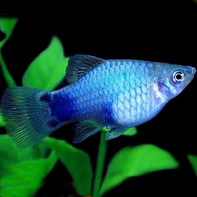 Blue Platy blue platy fish