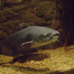 Blue Catfish