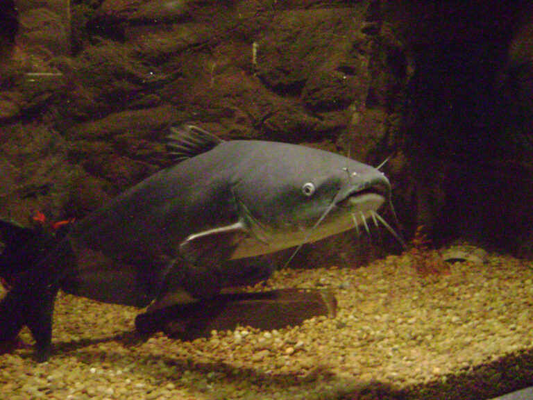 Blue Catfish Blue Catfish