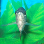 Blue Gourami
