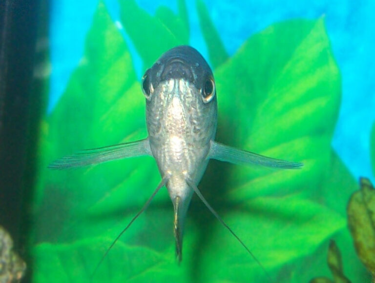 Blue Gourami Blue Gourami