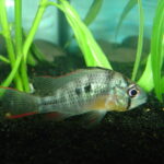 Bolivian Ram
