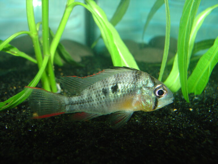 Bolivian Ram Bolivian Ram