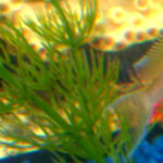 Kribensis Cichlid