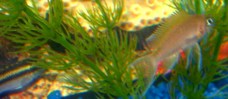 Kribensis Cichlid Kribensis Cichlid