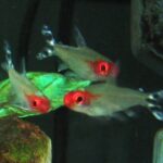 Rummy Nose Tetra