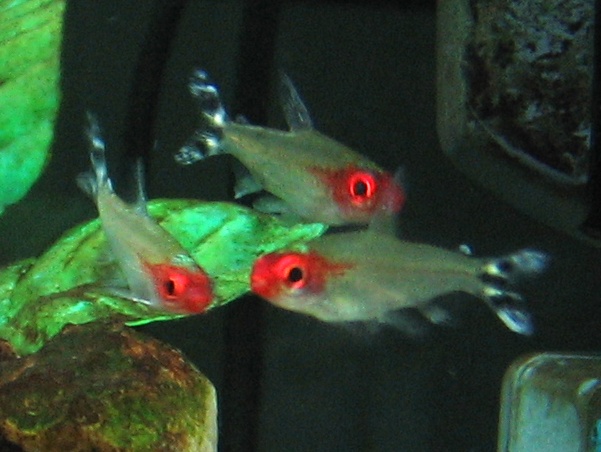 Rummy Nose Tetra Rummy Nose Tetra
