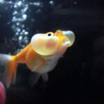 Bubble Eye Goldfish