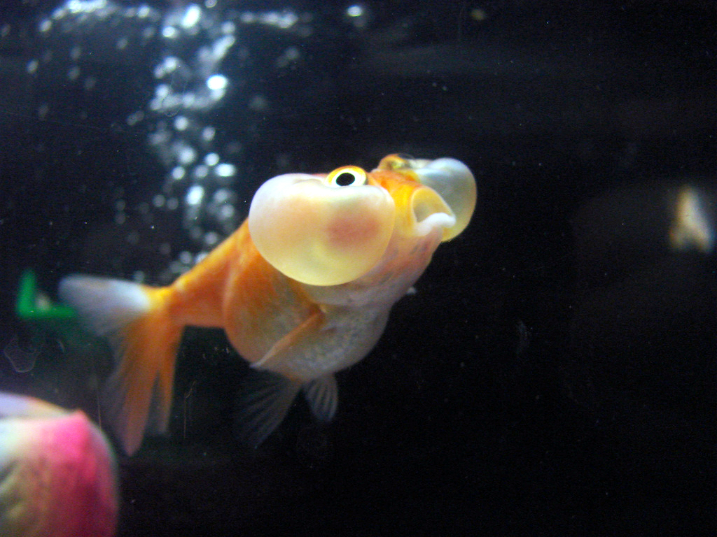 Bubble Eye Goldfish